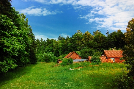 Landscape tree nature forest Photo