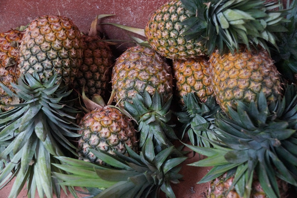 树 植物 水果 成熟