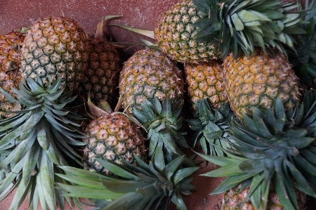 Tree plant fruit ripe Photo