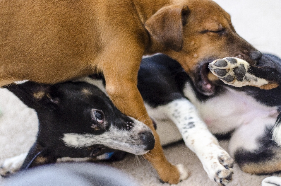 白 遊ぶ 子犬 犬