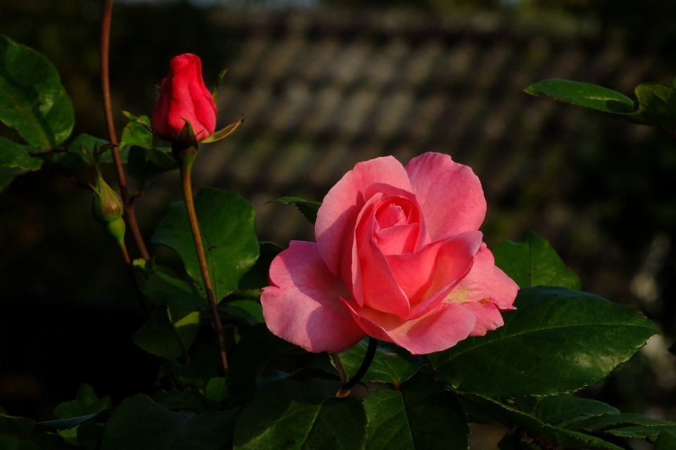 Landscape nature blossom plant