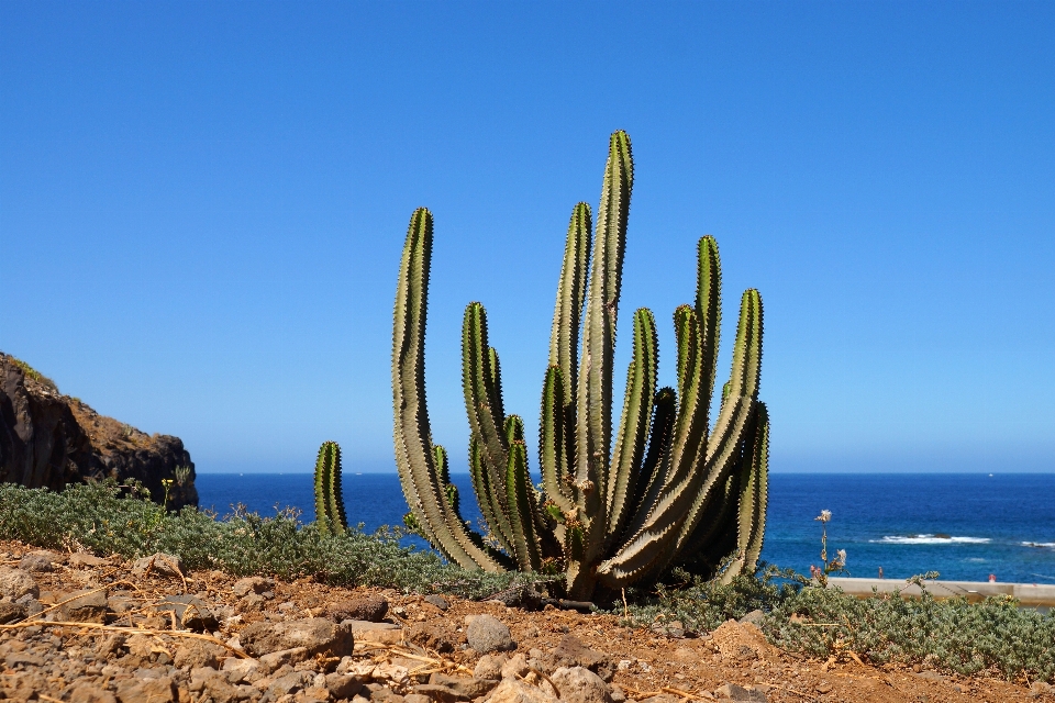 Landscape sea cactus plant