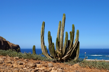 Foto Paisagem mar cacto
 plantar