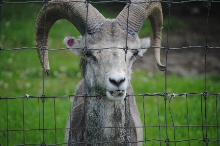 Foto Guardare animali selvatici capra zoo