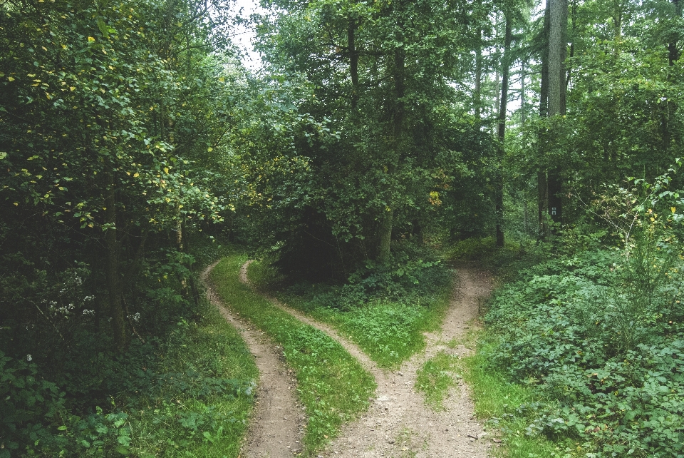 Drzewo natura las ścieżka