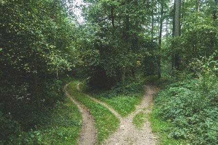 Foto árvore natureza floresta caminho