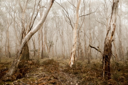 Foto Pohon alam hutan rawa