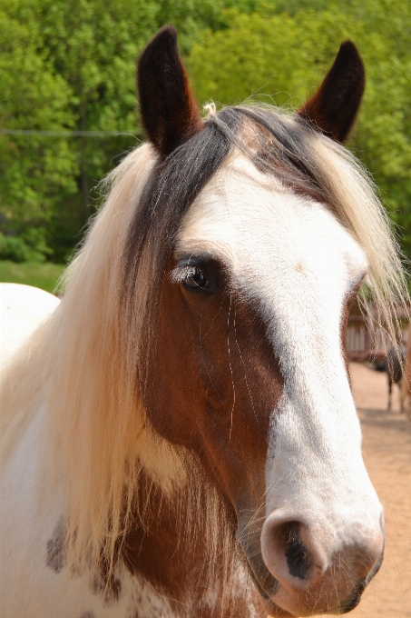 Natura animale pascolo
 cavallo