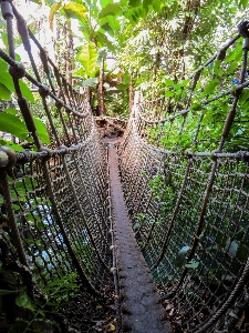 Tree forest wilderness rope Photo