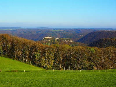 Landscape tree nature forest Photo