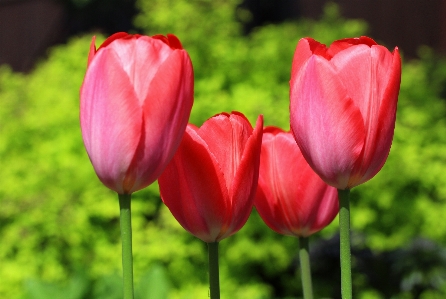 Nature plant flower petal Photo