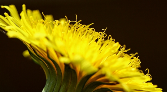 Nature plant field photography Photo