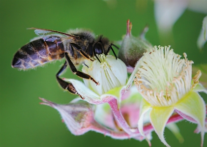 Work nature blossom plant Photo