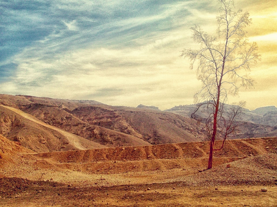 Landscape tree nature sand