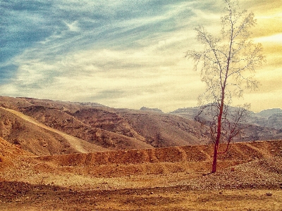 Foto Paisagem árvore natureza areia