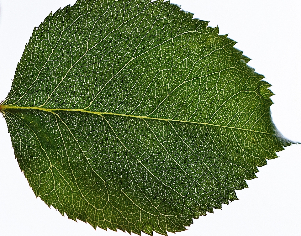 árbol naturaleza rama planta