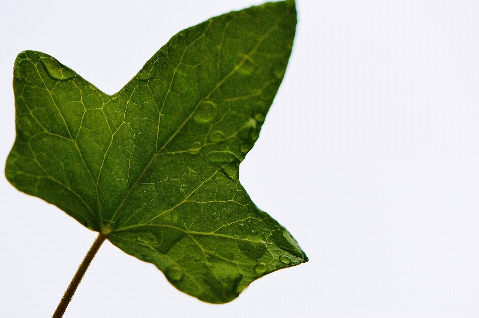 Nature plant leaf flower