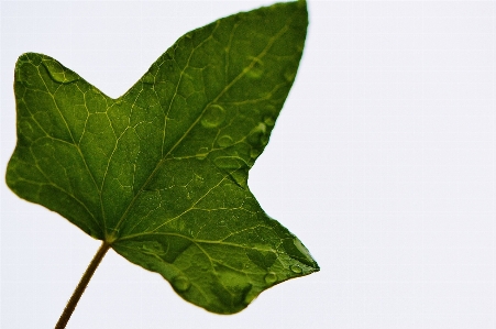 Nature plant leaf flower Photo