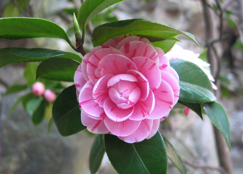 花 植物 植物学
 フローラ