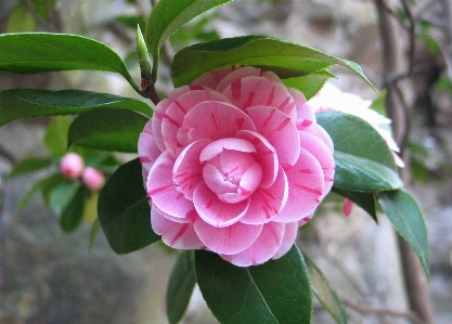 Blossom plant flower botany Photo