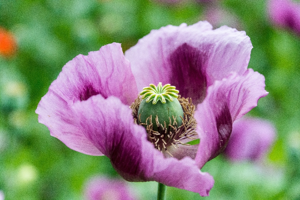 自然 花 植物 花弁