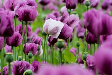 Nature plant flower petal Photo