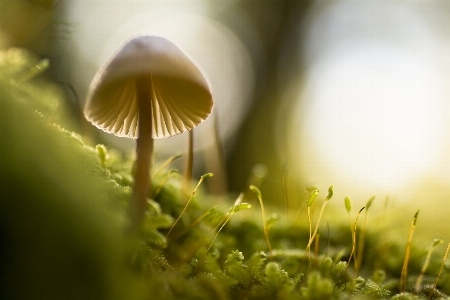 Nature forest grass light Photo