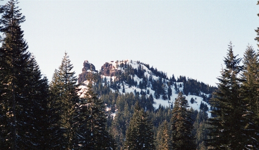 Tree forest wilderness mountain Photo