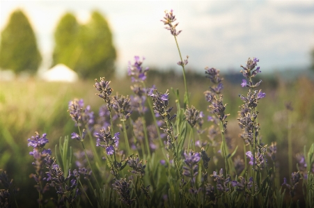 Nature grass outdoor blossom Photo