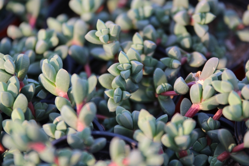 Nature cactus
 usine fleur