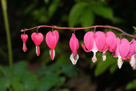 Nature blossom plant leaf Photo