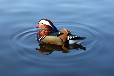 Water bird wing wildlife Photo