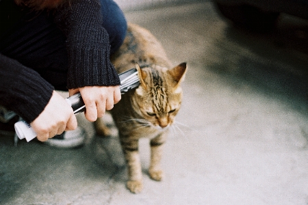 動物 子猫 猫 ぶち
 写真