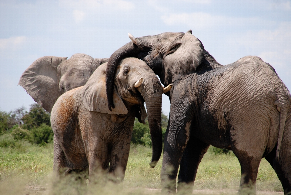 Abenteuer tierwelt herde afrika