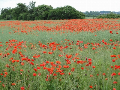 Plant field meadow prairie Photo