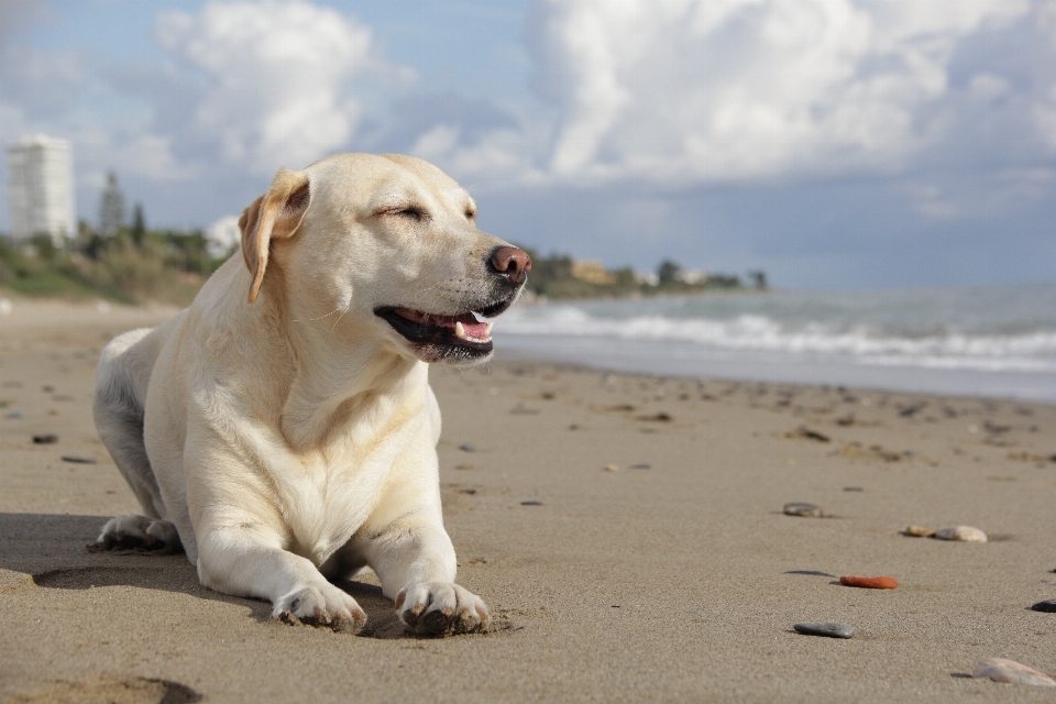 Plage sable chien animal