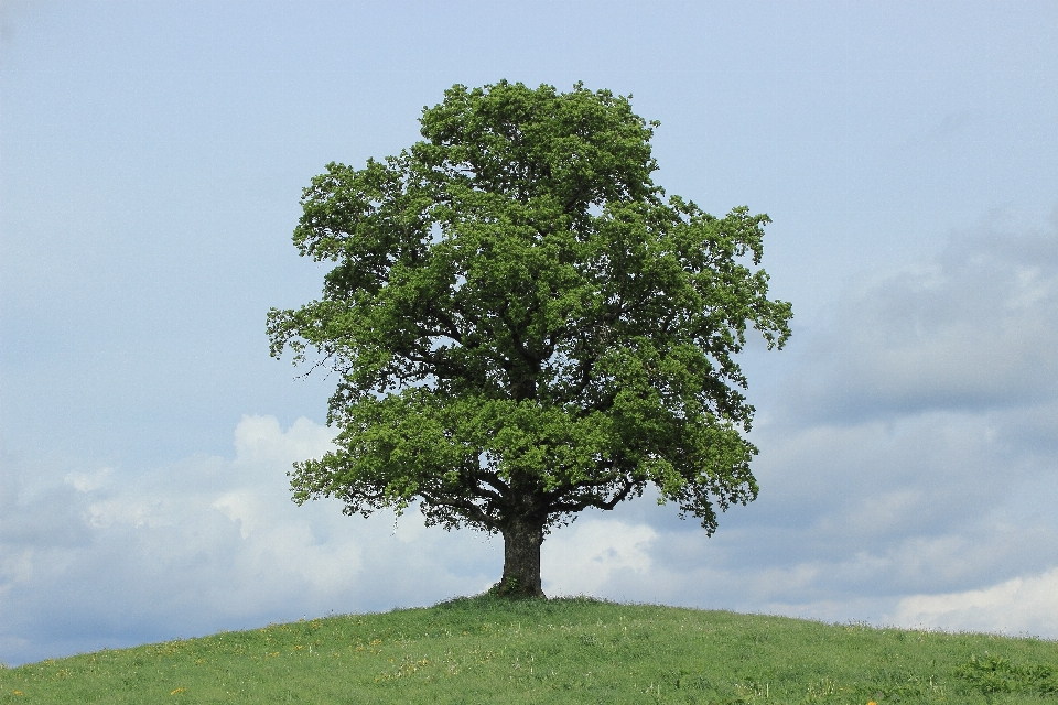 Baum natur zweig anlage