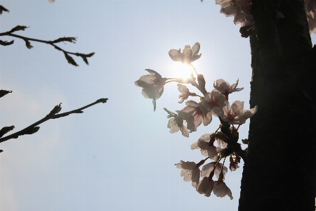 Tree nature branch blossom Photo