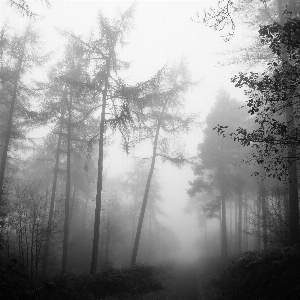 Foto Pohon alam hutan cabang