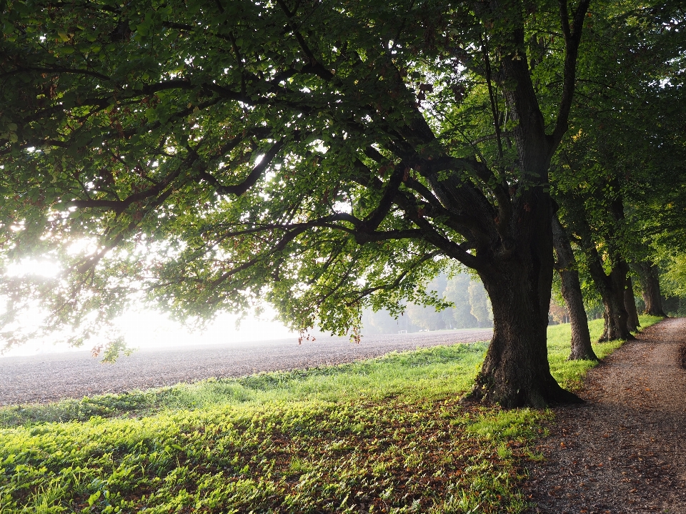 Landscape tree nature forest