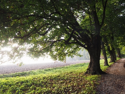 Landscape tree nature forest Photo