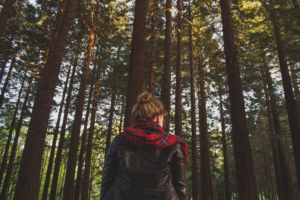 árvore natureza floresta ar livre