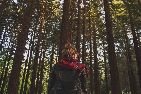 Tree nature forest outdoor Photo