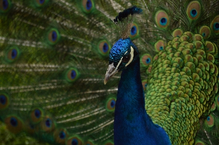 鳥 野生動物 緑 嘴 写真