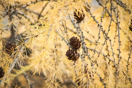 Foto Albero natura ramo pianta