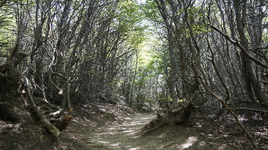 Landscape tree nature forest Photo