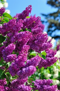 Tree nature branch blossom Photo