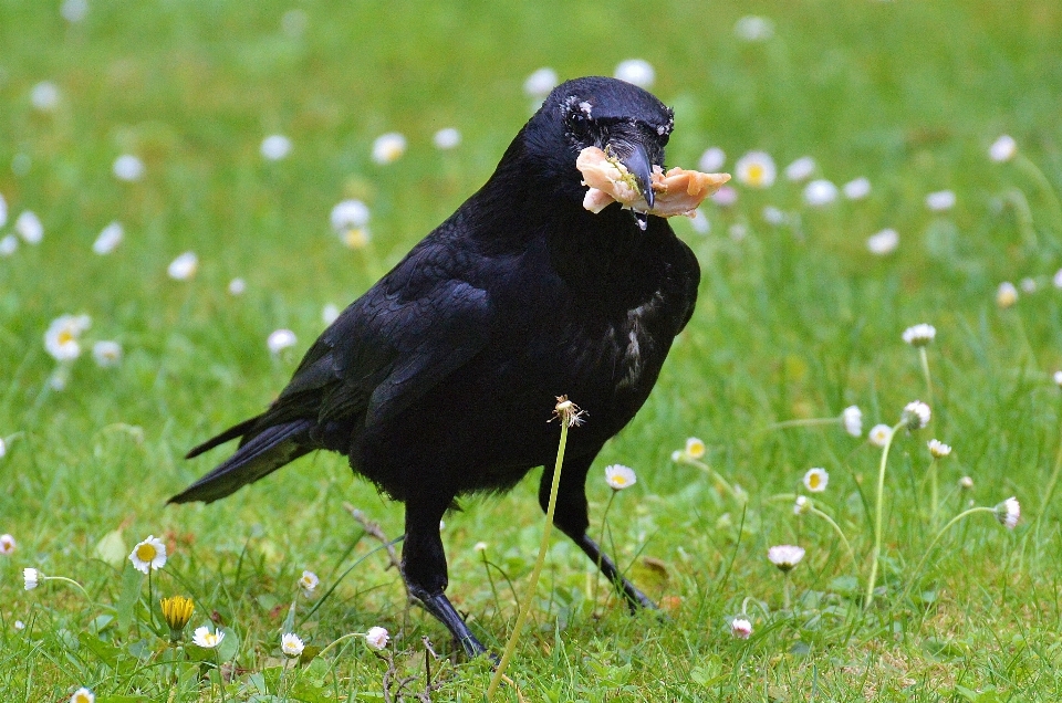 Vogel fliege tierwelt schnabel