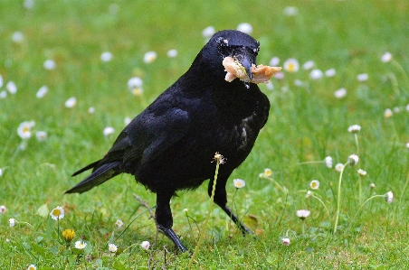 Bird fly wildlife beak Photo