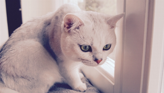 Foto Bianco animale gattino gatto